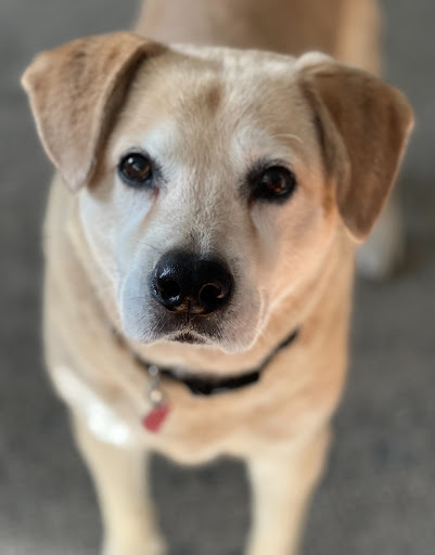 Healing Hands Veterinary Services, Llc image