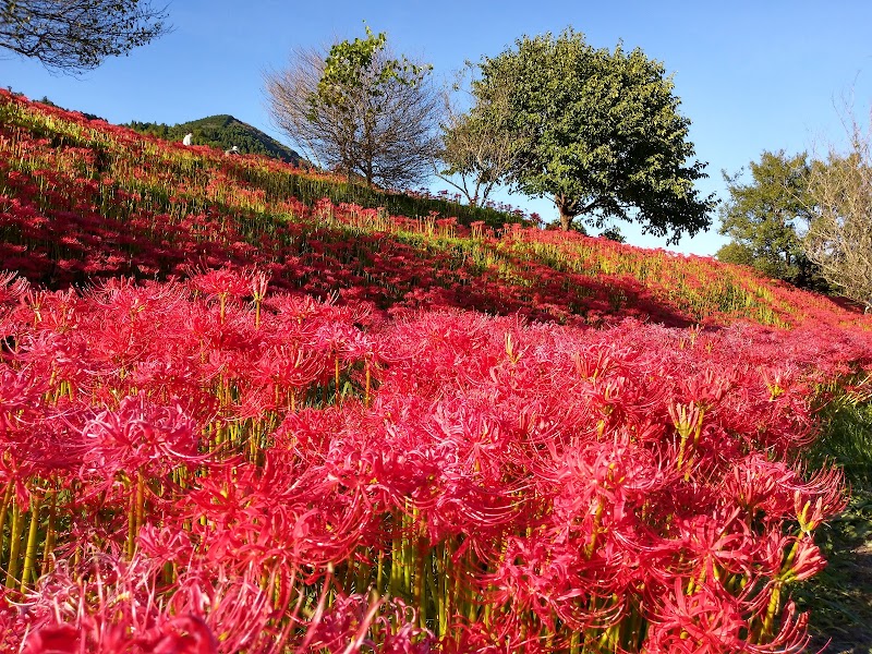 蓑沢彼岸花公園