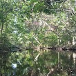 Aucilla Wildlife Management Area