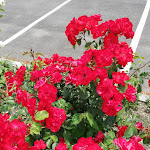 Photo n°17 de l'avis de davide.i fait le 01/06/2020 à 19:11 sur le  Pizzeria Ristorante Locanda Luna Rossa à Piana del Salto