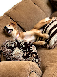 Alisha's Pet Playcations - Photo 8 - Car repair in , Thornton