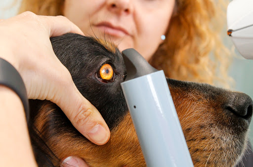 Centro Oftalmológico Veterinario Vission en Oviedo