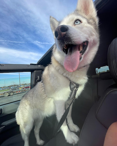 Ford Dealer «Brighton Ford», reviews and photos, 8240 Grand River Ave, Brighton, MI 48116, USA