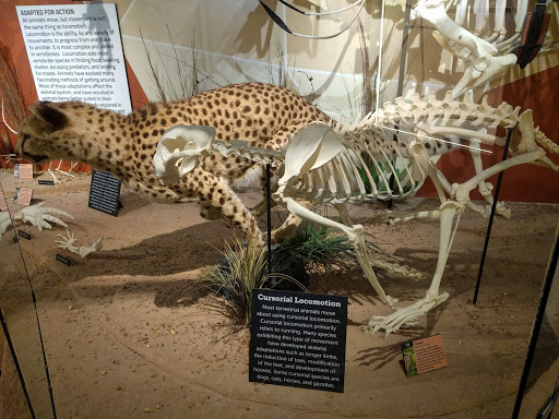 Museum «SKELETONS: Museum Of Osteology», reviews and photos, 8441 International Dr Suite 250, Orlando, FL 32819, USA