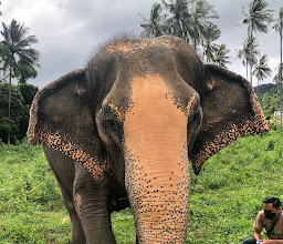 Samui Elephant Home photo