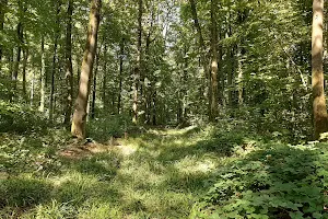 Forest of Retz image