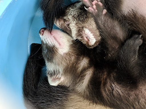 Pet Supply Store «Pet Supermarket», reviews and photos, 1629 Perry Hill Rd, Montgomery, AL 36106, USA