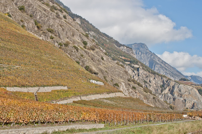 Rezensionen über Famille Thétaz Cave des Vignerons Sàrl in Martigny - Bioladen