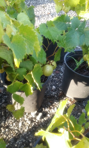 R w Griffin Feed Seed & Fert