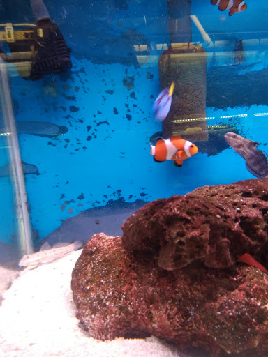 Tropical Fish Store «Emmons Tropical Fish & Ponds», reviews and photos, 1612 Hopmeadow St, Simsbury, CT 06070, USA