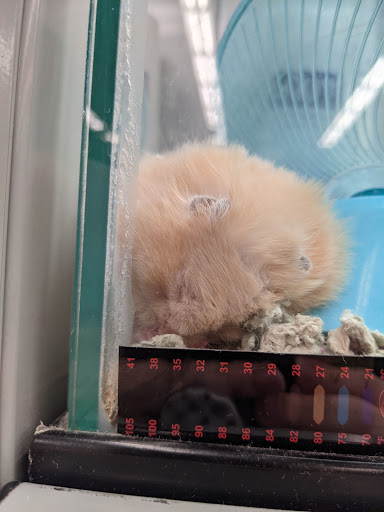 Pet Supply Store «Petco Animal Supplies», reviews and photos, 1310 Tingle Cir E b, Mobile, AL 36606, USA