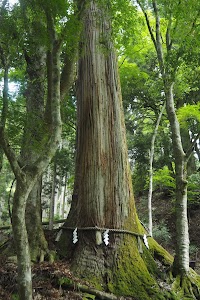 相生の杉