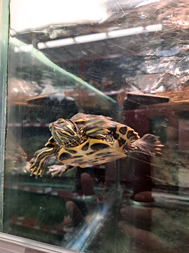 Pet Supply Store «Petco Animal Supplies», reviews and photos, 13127 N Dale Mabry Hwy, Tampa, FL 33618, USA