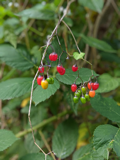Golf Course «Wayne Public Golf Course», reviews and photos, 16721 96th Ave NE, Bothell, WA 98011, USA