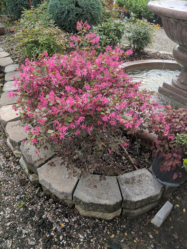 Plant Nursery «HOUSTON PLANTS & GARDEN WORLD», reviews and photos, 16726 North Fwy, Houston, TX 77090, USA