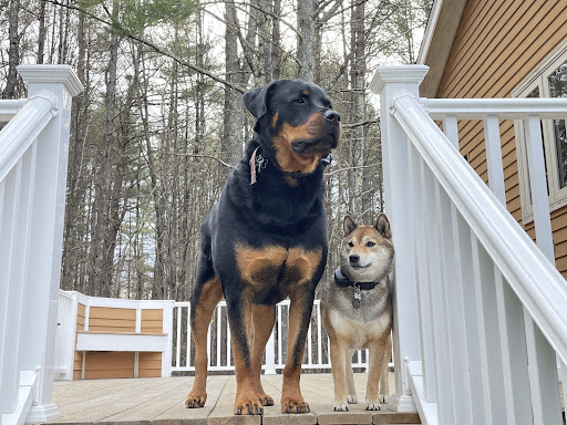 Insurance Agency «Embrace Pet Insurance», reviews and photos