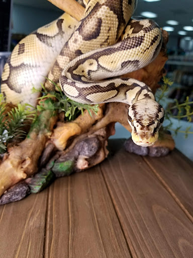 Shopping Mall «Hampton Plaza Shopping Center», reviews and photos, 4033 W Mercury Blvd, Hampton, VA 23666, USA