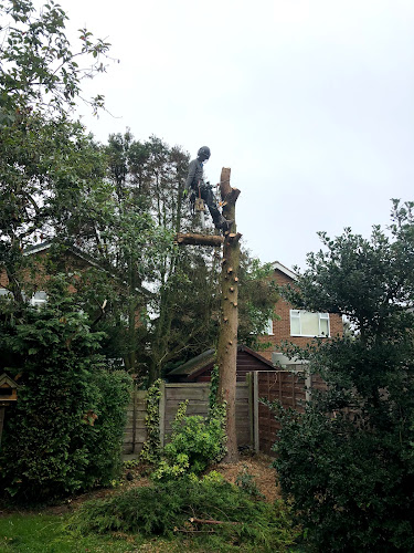 Bridgewater Tree Services Ltd - Tree Surgeon & Removal, Tree Pruning, Hedge Trimming Manchester - Manchester