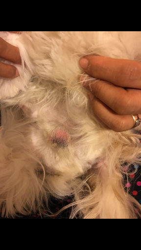 Pet Supply Store «PetSmart», reviews and photos, 7730 S Cicero Ave, Burbank, IL 60459, USA