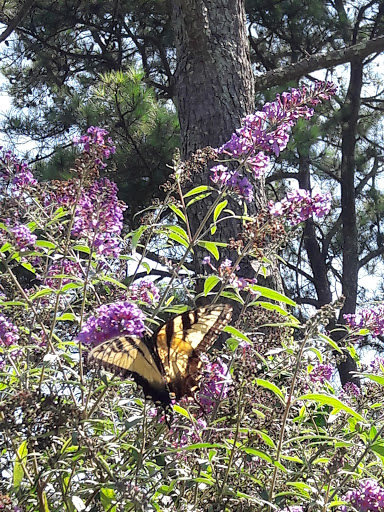 Golf Course «Chastain Park Golf Course», reviews and photos, 216 W Wieuca Rd NW, Atlanta, GA 30342, USA