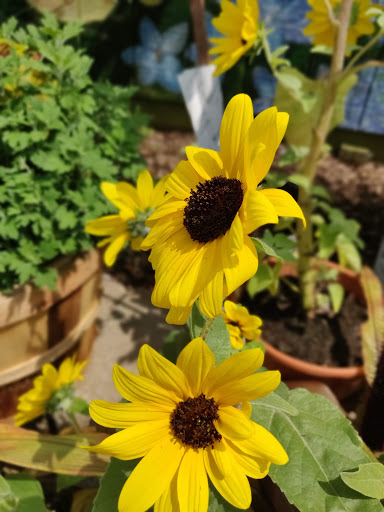 Garden Center «Quality Gardens», reviews and photos, 409 PA-228, Valencia, PA 16059, USA