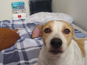 Clínica Veterinária Vetpet