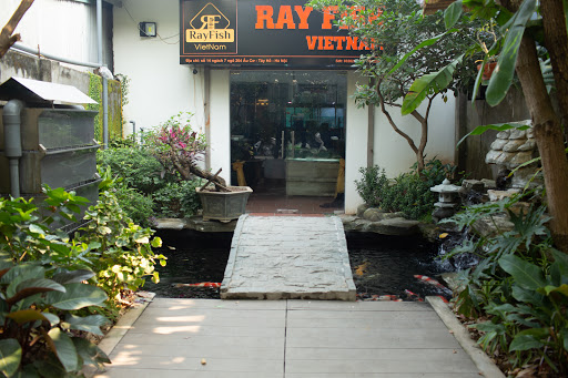 Shop Cá Rồng Rayfish Vietnam