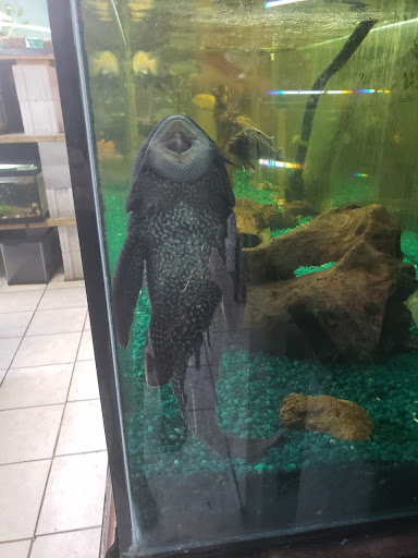 Tropical Fish Store «Age of Aquariums», reviews and photos, 118 N Cedar Ave, Cookeville, TN 38501, USA