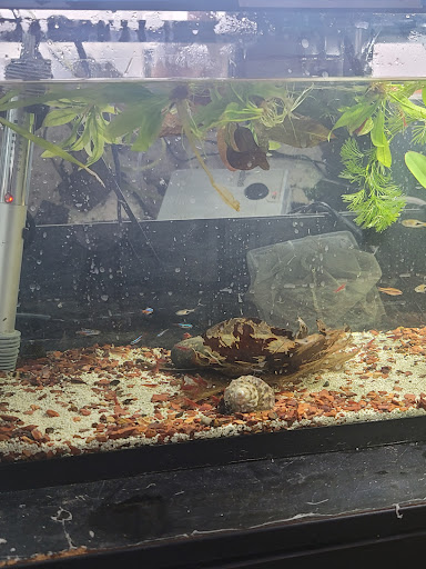 Tropical Fish Store «The Fish Store», reviews and photos, 2050 Chamblee Tucker Rd, Chamblee, GA 30341, USA