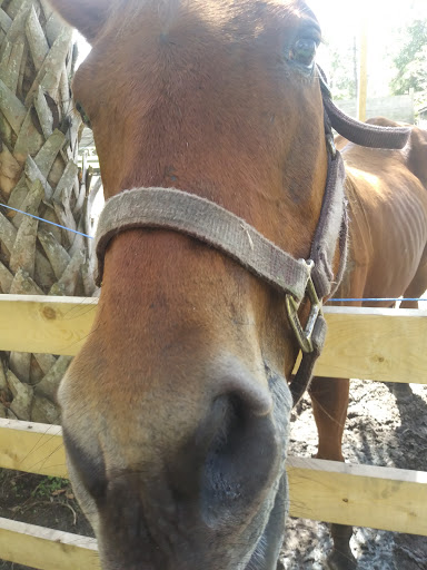 Animal Rescue Service «Nanny’s Educational Zoo And Rescue», reviews and photos, 1139 Livingston Rd, Lutz, FL 33559, USA