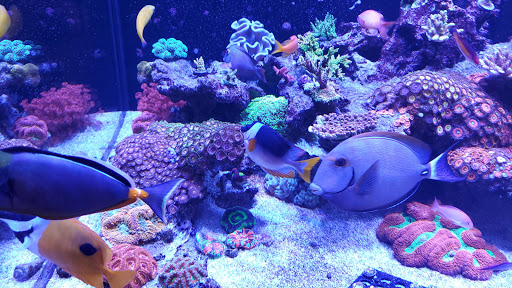 Tropical Fish Store «Living Reef Orlando», reviews and photos, 504 N Alafaya Trail #112, Orlando, FL 32828, USA