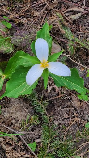 Nature Preserve «Lowami Hart Woods Natural Area», reviews and photos, 14895 SW Hart Rd, Beaverton, OR 97007, USA