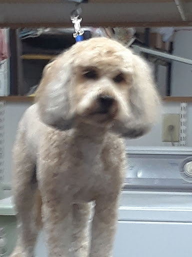 Pet Supply Store «Pets For You», reviews and photos, 413 N Main St, Rice Lake, WI 54868, USA