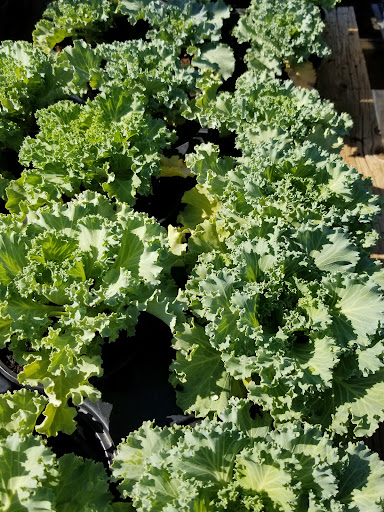 Plant Nursery «Guerin Nursery and Boutique», reviews and photos, 1418 Fall Creek Hwy, Granbury, TX 76049, USA