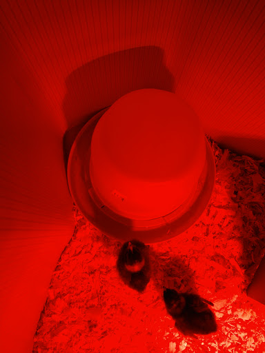 Pet Supply Store «Wild West Feed Pets and Supplies», reviews and photos, 3030 W Capitol Ave, West Sacramento, CA 95691, USA