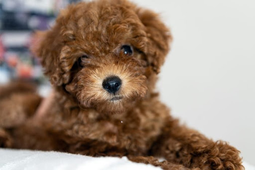 Pet Store «Precious Pets III», reviews and photos, 1091 US-130, Burlington, NJ 08016, USA