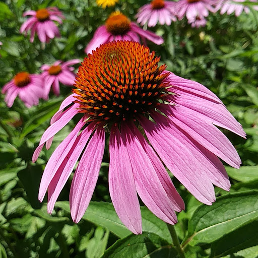 Park «Falls Park», reviews and photos, 460 Falls Park Dr, Pendleton, IN 46064, USA