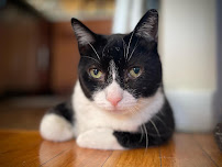 Happy Tails Pet Care - Photo 6 - Car repair in , Queens