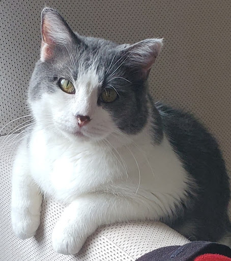 Canton Veterinary Clinic image