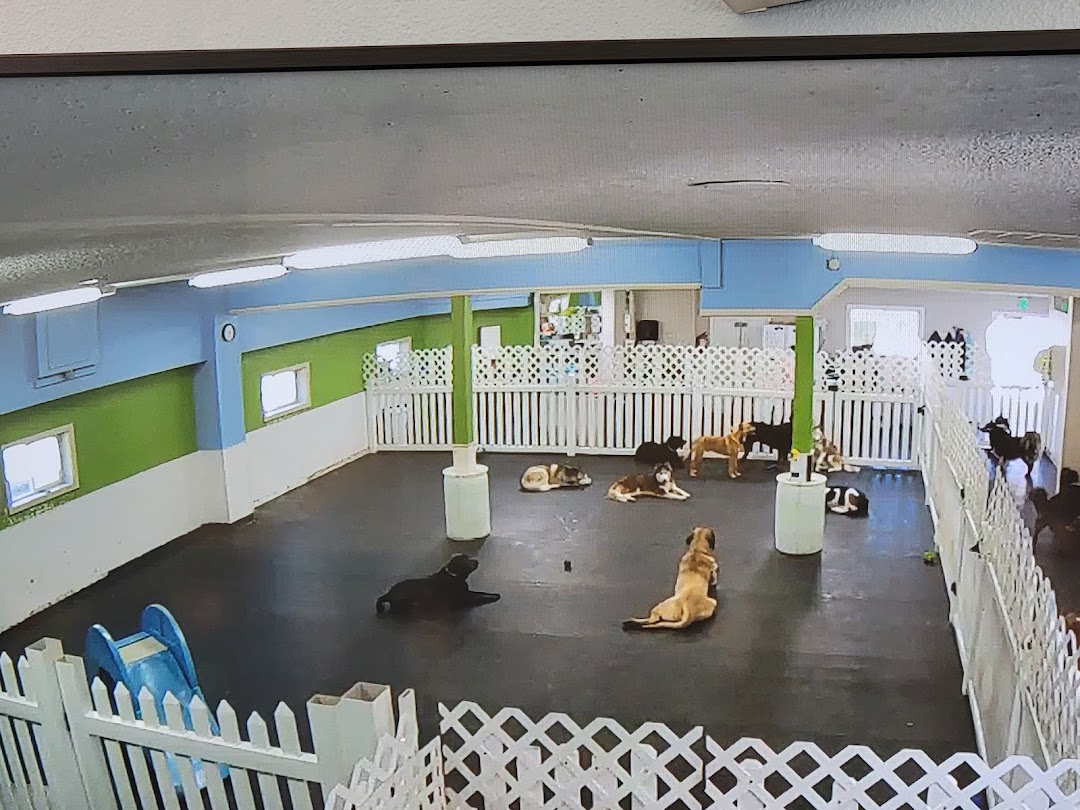 All Access Doggy Daycare and More