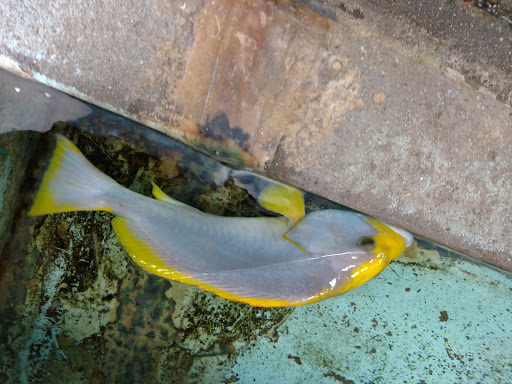 Pet Supply Store «Global Aquatics & Pet Supplies», reviews and photos, 1420 S Carlos Ave, Ontario, CA 91761, USA