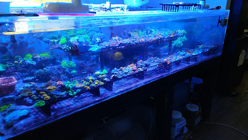 Aquarium «Drysdale Aquarium Inc», reviews and photos, 2260 Knight Rd, Land O Lakes, FL 34639, USA