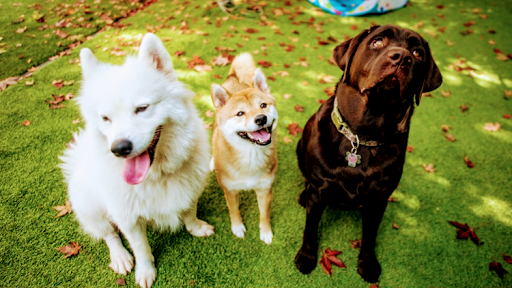 Dog boarding kennels in Pittsburgh