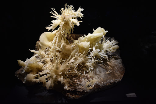 Natural History Museum «Yale Peabody Museum of Natural History», reviews and photos, 170 Whitney Ave, New Haven, CT 06511, USA