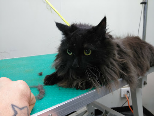 Pet Groomer «The Pet Set - Buckhead», reviews and photos, 2480 Briarcliff Rd NE #3, Atlanta, GA 30329, USA