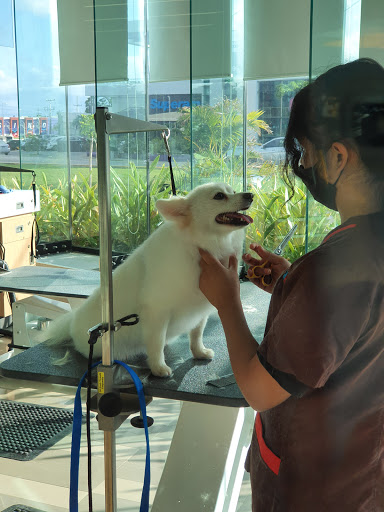 Dog groomers in Cancun