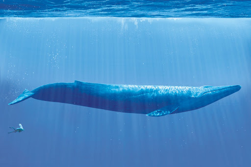 Blue Whale Pool Management