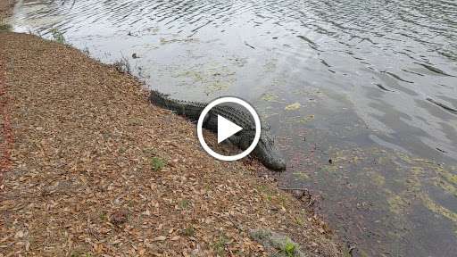 Private Golf Course «Sea Island Golf Course», reviews and photos, 100 Retreat Avenue, Saint Simons Island, GA 31522, USA