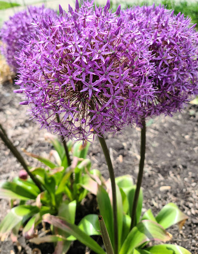 Dog Park «Portage Dog Friendly Area», reviews and photos, 4100 N Long Ave, Chicago, IL 60641, USA