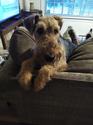 Pet Supply Store «All About Dogs & Cats LLC», reviews and photos, 1429 S Glenstone Ave, Springfield, MO 65804, USA